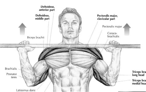 How to Build Bigger Shoulders: Overhead Press Hypertrophy Guide ...