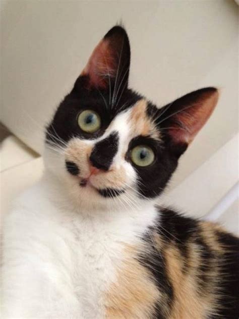 16 Cats With The Best Markings Ever
