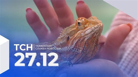 Тюменская служба новостей - вечерний выпуск 27 декабря - YouTube