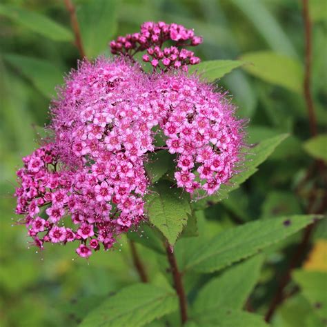 Spiraea Japonica Picturethis