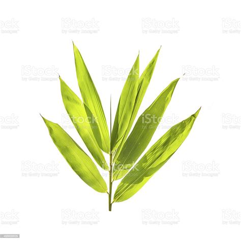 Bamboo Leaves Isolated On White Background Stock Photo Download Image