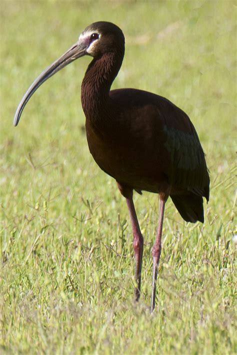 White Faced Ibis Plegadis Chihi Neighbors Yard May Flickr