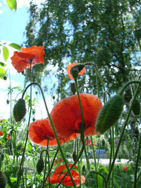 Fleurs De Pavot Rouge Avec Une Abeille Et Des Champs De Bl Sur Le Fond