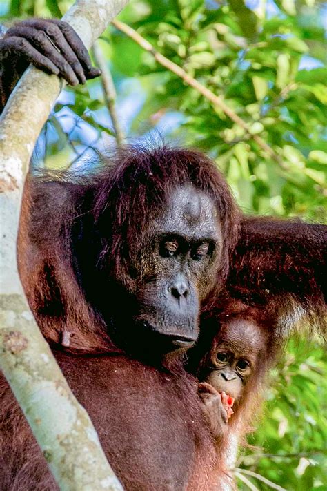 How Do You See Orangutan Indonesia Borneo | Yogyakarta Tour, Bali ...