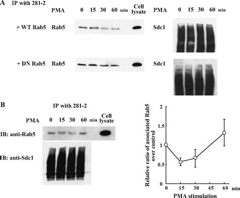 Syndecan Ectodomain Shedding Is Regulated By The Small Gtpase Rab