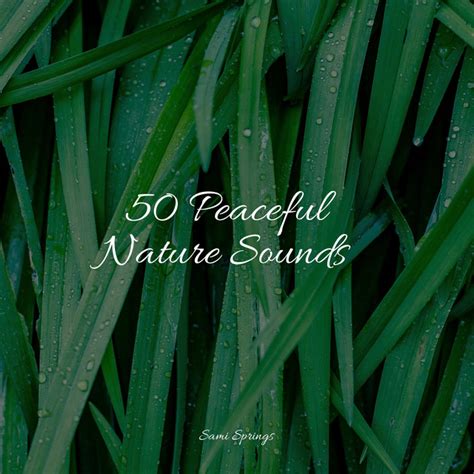 50 Loopable Rain Droplet Tracks From Nature Album By Shakuhachi