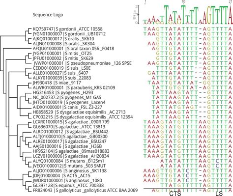 A Natural Single Guide Rna Repurposes Cas9 To Autoregulate Crispr Cas