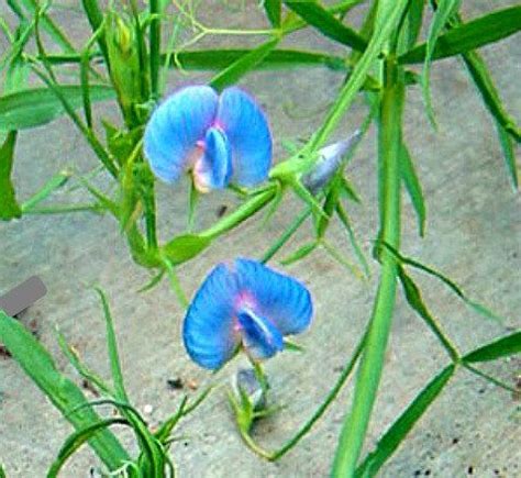 Blue Rare King Tut Sweet Pea Lathyrus Sativus Azureus Ushy Vines