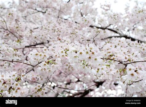 Yoshino Cherry Blossoms Prunus X Yedoensis Stock Photo Alamy