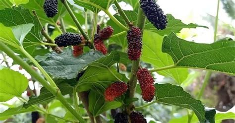 A Comprehensive Guide To Dioecious Plants With Examples - The Gardeners ...