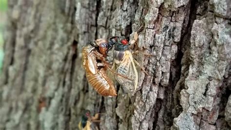 Video Shows Brood X Cicada Being Eaten By A Squirrel