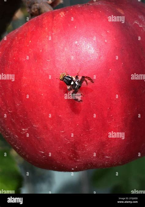 Apple Maggot Rhagoletis Pomonella Insecta Stock Photo Alamy