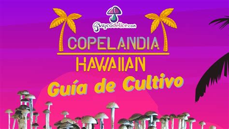 Copelandia Hawaiian Gu A De Cultivo En Minuto Youtube