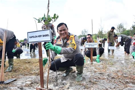 Polda Babel Tanam Pohon Mangrove Di Kawasan Eks Tambang Lintas