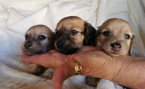 La Clairière aux Cerfs élevage de chiens teckels aix en provence