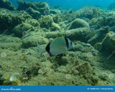 Common Two Banded Sea Bream Diplodus Vulgaris Undersea Aegean Sea