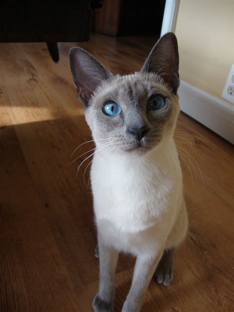 Blue Point Siamese Cat