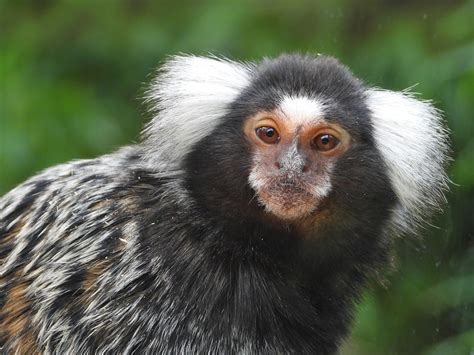 Marmoset Monkey Common - Free photo on Pixabay