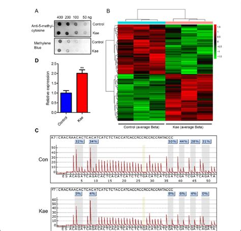 Kaempferol Modulates Dna Methylation In Bladder Cancer A Global Dna