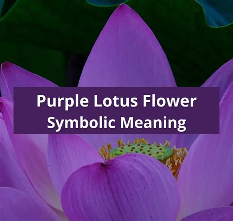 Purple Lotus Flower Symbolic Meaning And Spiritual Symbolism Symbolic Meaning Of A Flower