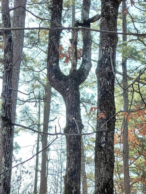 Winthrop P Rockefeller Boy Scout Trail Arkansas Alltrails