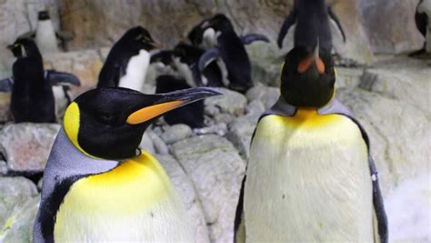 Celebrate Penguin Appreciation Day With The Omaha Zoo