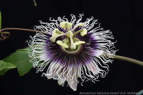 Passiflora Edulis Forma Flavicarpa Degen Flospassionis Flickr