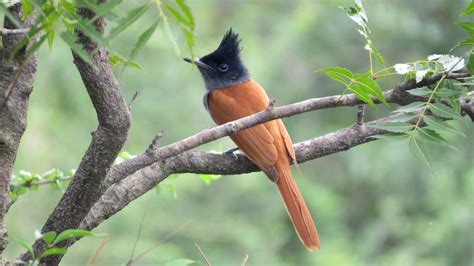 Indian Paradise Flycatcher 100 Birds Of Raipur · Biodiversity4all