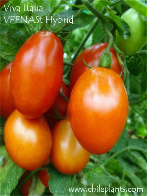 Best Tomato Plants