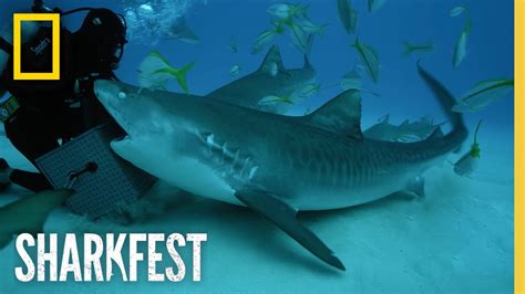 Tiger Sharks' Superpowered Jaws | SharkFest | National Geographic - YouTube