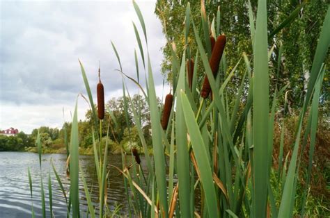 The 20 Most Common Plants That Live In Rivers And Streams