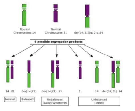 CHROMOSOMAL ABNORMALITIES Flashcards | Quizlet 