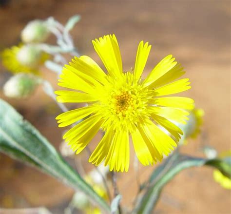 Subspecies Podolepis Aristata Affinis INaturalist United Kingdom