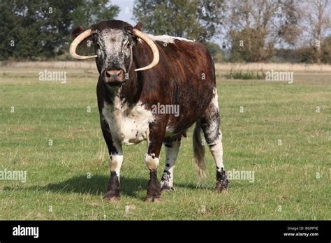 Beef Cow Livestock Long Horn Cattle Fotos Und Bildmaterial In Hoher