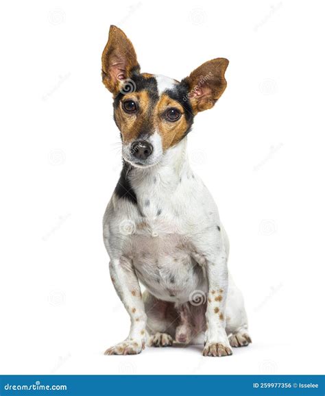 Portrait Of A Tri Color Jack Russel Terrier Sitting And Looking Stock