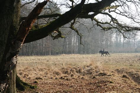 Fondos de pantalla árbol Planta leñosa fauna silvestre rama