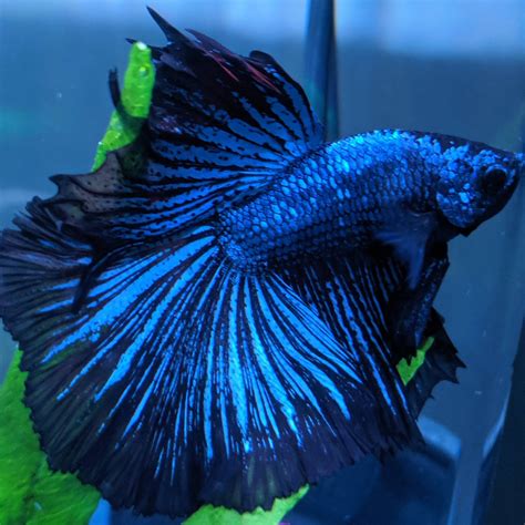 Black Orchid Betta Black Orchid Betta Explore Tumblr Posts And Blogs