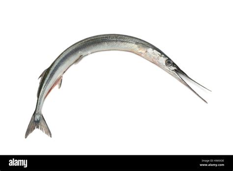 Fresh Raw Sea Needle On White Background Stock Photo Alamy