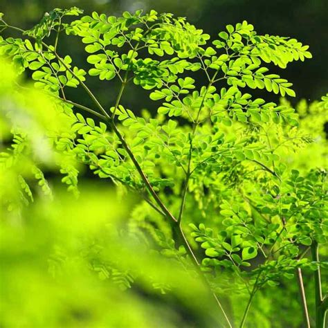 Moringa Oleifera Wunderbaum Samen Exotisches Saatgut Kaufen