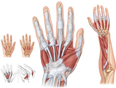 Intrinsic hand muscles Diagram | Quizlet