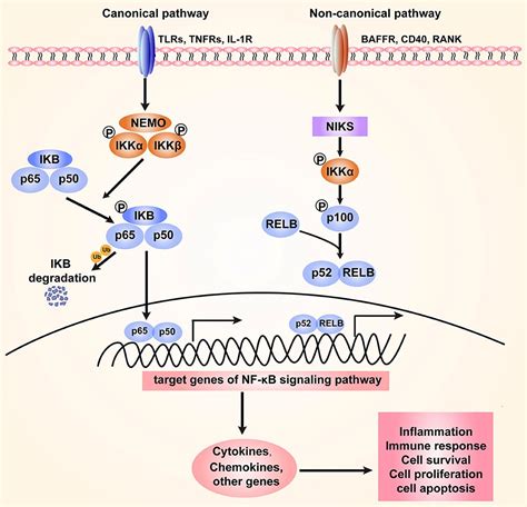 Nf κb Small Molecule Guide Creative Diagnostics