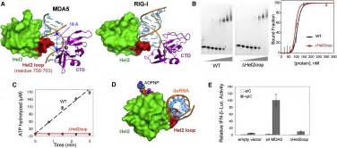 Structural Basis For Dsrna Recognition Filament Formation And