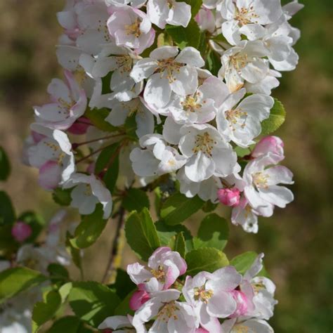 Malus Brevipes Wedding Bouquet Frank P Matthews