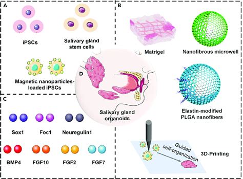 Schematic Diagram Of Generation Of Engineered Salivary Gland Organoids