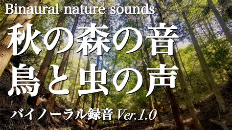 【バイノーラル自然音】秋の森の音（鳥の鳴き声と虫の音） 1時間 Binaural Nature Sounds Vol9 Youtube