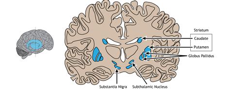 Basal Ganglia Introduction To Neurobiology