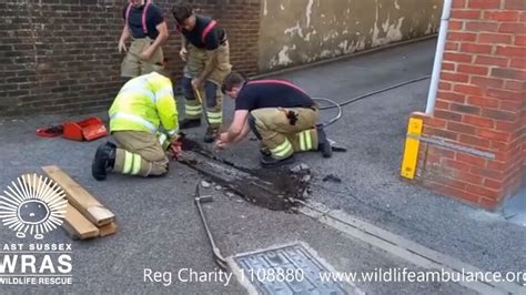 Hedgehog Gets Stuck In A Drain Video Shows How It Was Rescued