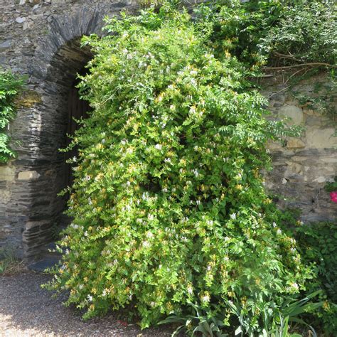 Schlingendes Gei Blatt Lonicera Japonica Hall S Prolific Gelb