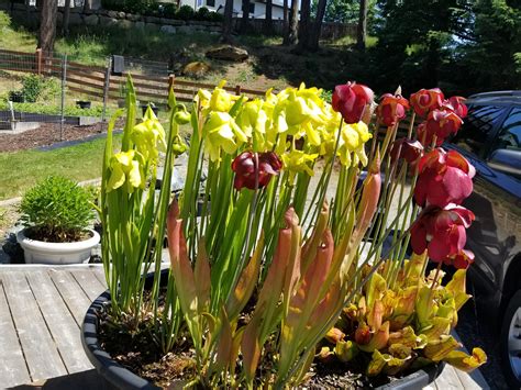 Anybody else grow carnivorous plants? : r/nanaimo