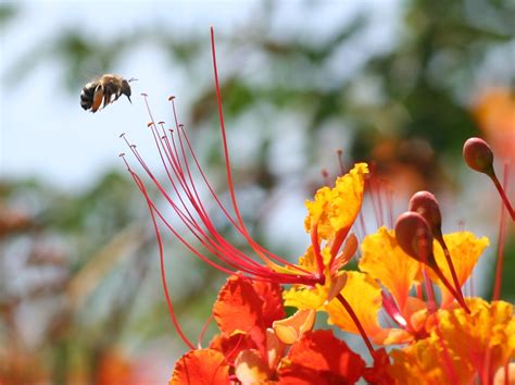 Fondos De Pantalla X Px Abeja Abejas Flor Flores Insecto